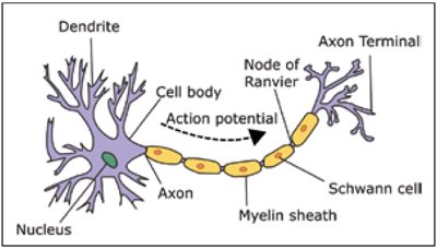 Understanding the Brain-Computer Interface