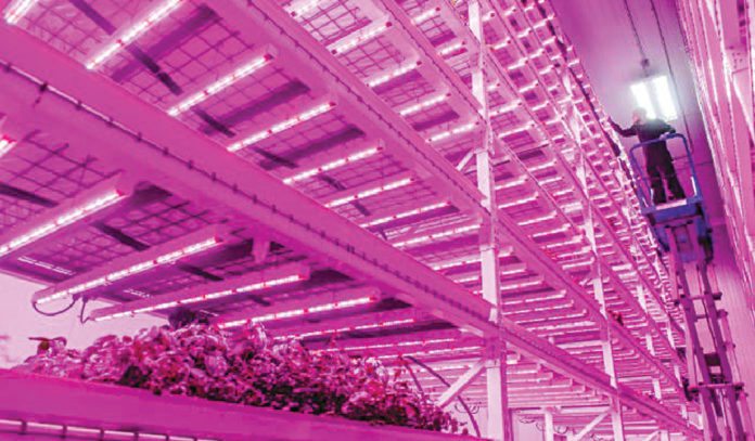 For A Successful Vertical Farming Technology Business Put Farming First