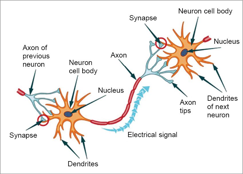 The Blue Brain Project: Unraveling The Brain's Mystery