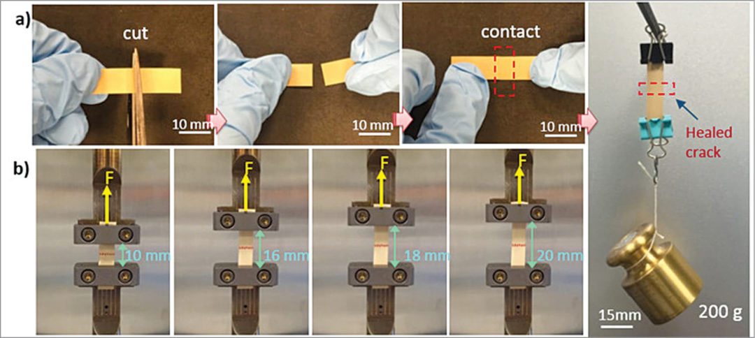 Researchers have developed a flexible electronic material that self-heals to restore many functions, even after multiple breaks. Here, the material is shown being cut in half. The healed material is still able to stretch and hold weight (Image courtesy: Qing Wang/Penn State)