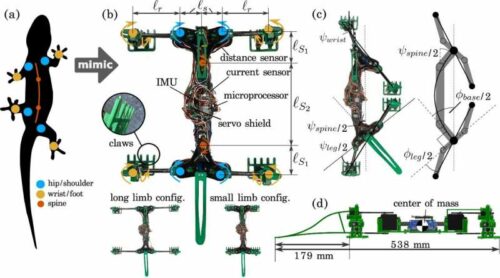 Abstraction and technical illustration of SQUAMATAR robot. Credit: npj Robotics (2024). DOI: 10.1038/s44182-024-00011-2