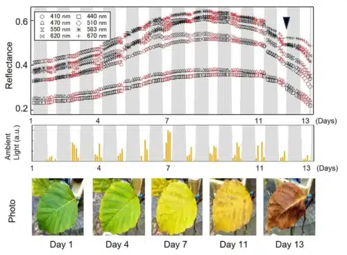 Observations of birch leaves in the autumn foliage stage over two weeks. (Top) Time-course changes across eight wavelengths. (Middle) Variation in sunlight intensity. (Bottom) Actual changes in leaf color. As the green color shifts to yellow and brown, changes in reflectance can be observed. Image Credit: Kohzuma and Miyamoto