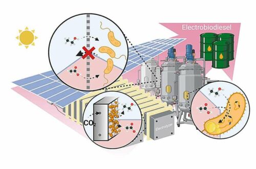 Researchers in the labs of Joshua Yuan in the McKelvey School of Engineering and Susie Dai at the University of Missouri used electrocatalysis of carbon dioxide to turn carbon dioxide into intermediates that are then converted by microbes into lipids, or fatty acids, and ultimately became biodiesel feedstock. The process is much more efficient that photosynthesis and uses significantly less land than soybean-based biodiesel. Credit: Kainan Chen