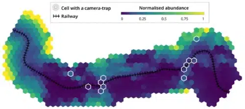 Example of a map showing the estimated relative abundance of a species along a railway section. The higher the abundance, the higher the collision risk. Image Credit: TerrOïko