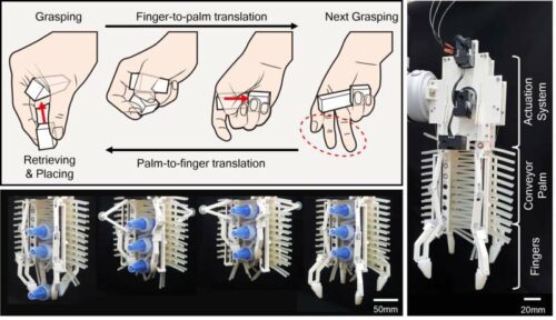 Human multi-object grasping strategy and the developed gripper : Humans can repeatedly grasp and store objects one by one using finger-to-palm translation, allowing multiple objects to be stored simultaneously. After moving multiple objects, they can retrieve and place them individually using palm-to-finger translation. Inspired by these motions, researchers at Seoul National University proposed a gripper capable of multi-object grasping in unstructured environments. Credit: Science Robotics (2024). DOI: 10.1126/scirobotics.ado3939