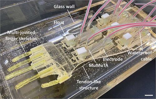 The MuMuTAs are mounted on the forearm of the hand with a pair for each finger. Gold electrodes inserted into both sides of each MuMuTA carry an electrical current, which contracts the muscles with varying force. A cable-driven mechanism in the hand converts the straight muscle contractions into rotational movements for the joints. Credit: X. Ren, Y. Morimoto and S. Takeuchi, 2025/ Science Robotics